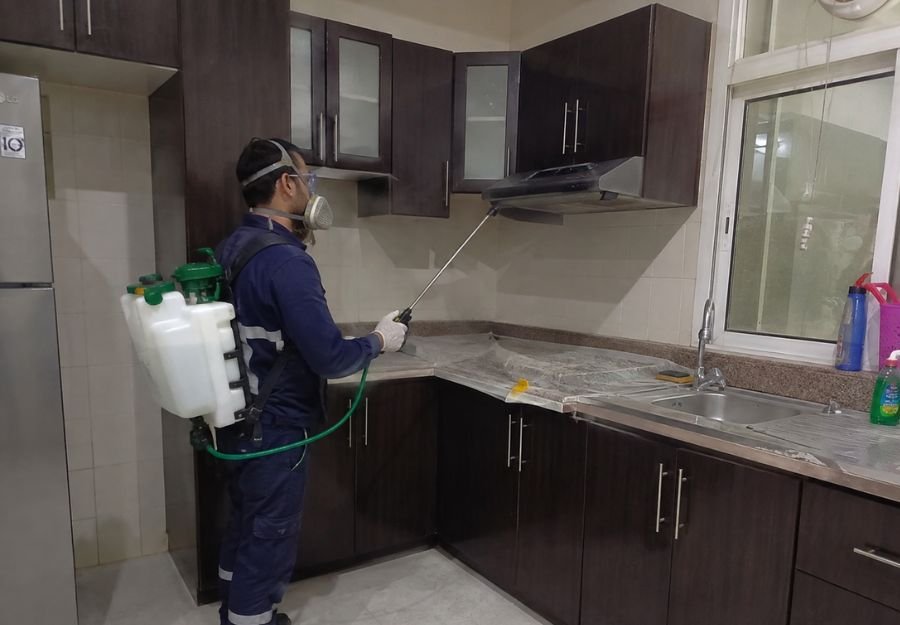 شركة مكافحة حشرات في عجمان